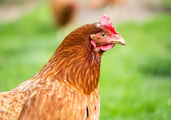 Retrato de gallina marrón —  Fotos de Stock