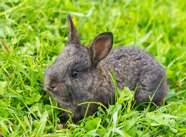 Kleine grijze konijn — Stockfoto