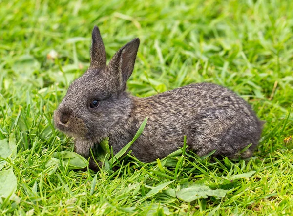Grå kanin i grönt gräs — Stockfoto