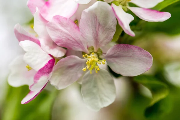 Kwiaty jabłoni — Zdjęcie stockowe