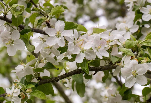 Bloeiende appelboom — Stockfoto