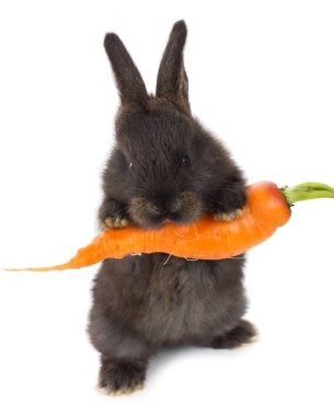 tavşan tutarak havuç