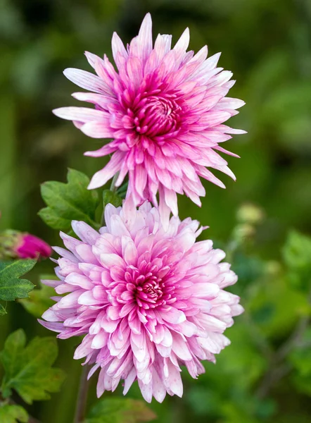 Rosa Chrysanthemenblüte — Stockfoto