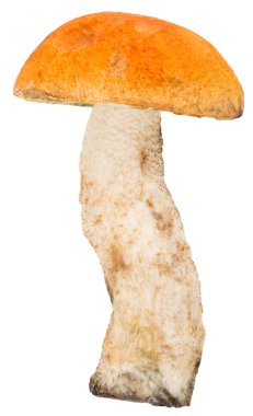 Turuncu-cap çörek, üzerinde beyaz izole