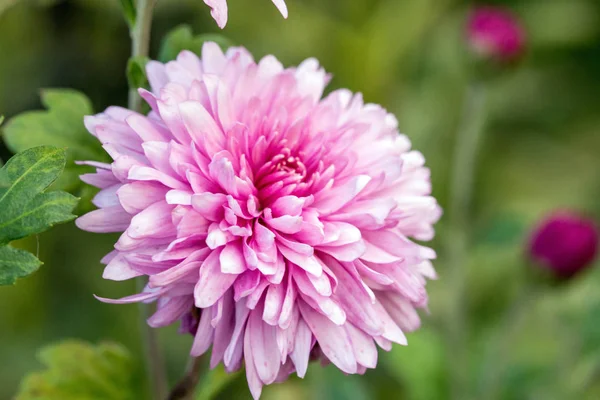 Rosa krysantemumblomma — Stockfoto