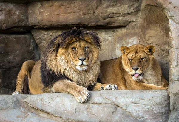 Pair of lions lying on stones — Stock Photo, Image