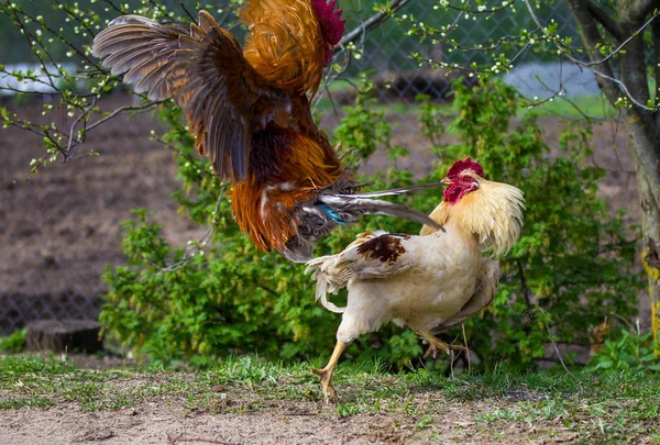 Dos gallos peleadores — Foto de Stock