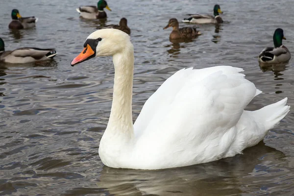Bílá labuť plavání v rybníku — Stock fotografie