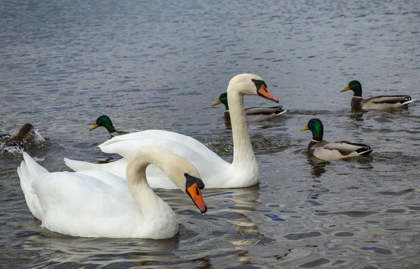 Deux cygnes blancs nageant dans l'étang — Photo