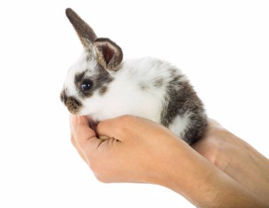 elinde oturan küçük siyah ve beyaz tavşan