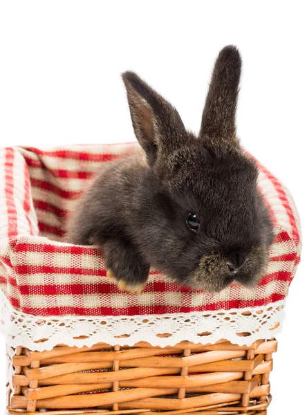 Coniglio pasquale seduto nel cestino — Foto Stock