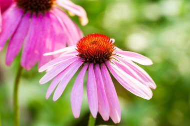 Echinacea purpurea, tıbbi bitki