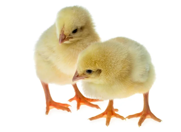 Two small yellow chicks — Stock Photo, Image