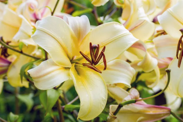 Yellow lily in the garden — Stock Photo, Image