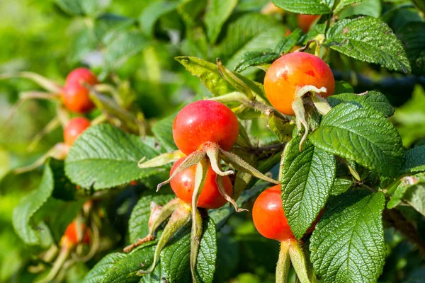 Bush of rosehip with ripe fruits — Stock Photo, Image