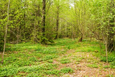 beyaz çiçekler bahar orman