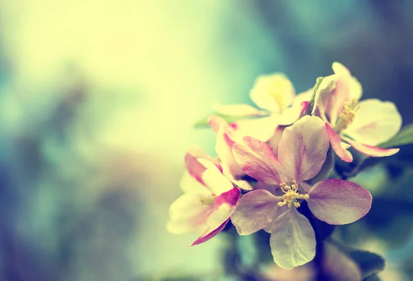 リンゴの木の開花 — ストック写真