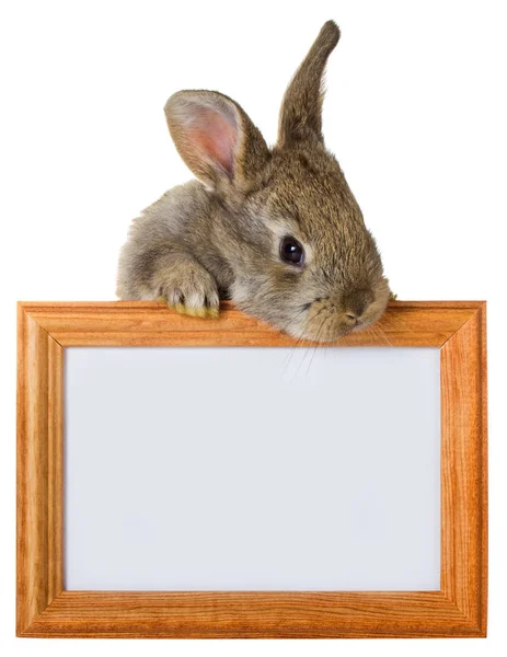 Gray rabbit with wooden frame — Stock Photo, Image