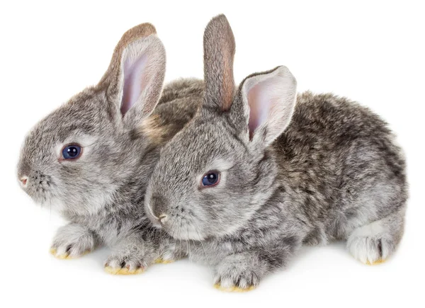 Dos conejitos grises — Foto de Stock