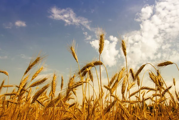 Поле з стиглою пшеницею — стокове фото