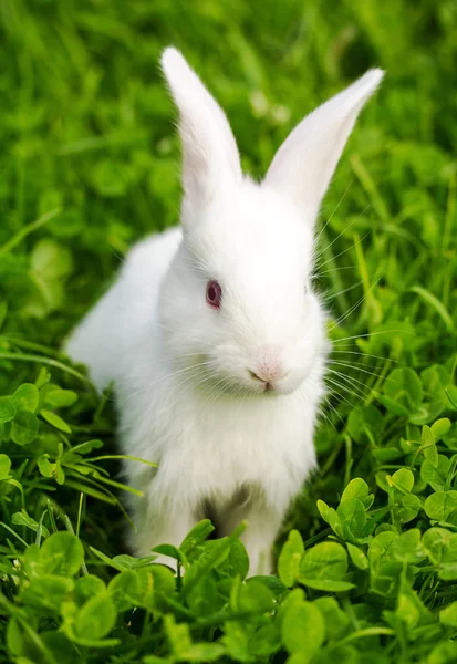 緑の芝生に座っている白いウサギ — ストック写真
