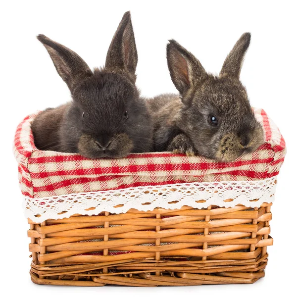 Dois coelhos sentados no cesto — Fotografia de Stock