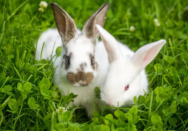 Twee kleine konijnen zitten in het gras — Stockfoto