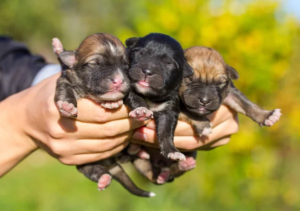 Tres cachorros recién nacidos en manos femeninas —  Fotos de Stock