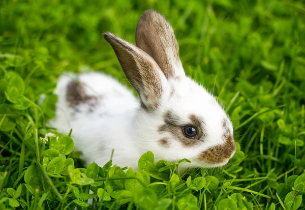 Fläckig vit kanin sitter i gräset — Stockfoto