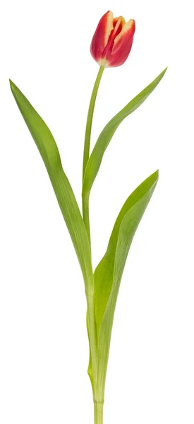 Egyetlen piros tulipán — Stock Fotó