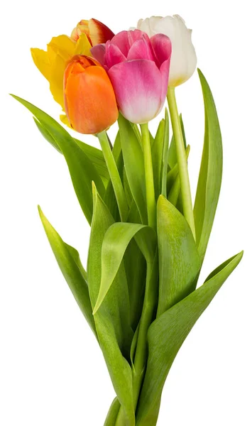Cinque bouquet di tulipani colorati — Foto Stock