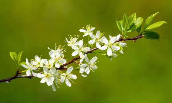 Kvetoucí větev stromu švestka — Stock fotografie