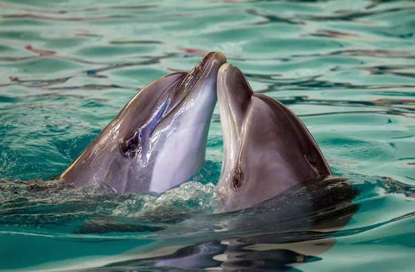 Dois golfinhos nadando juntos — Fotografia de Stock