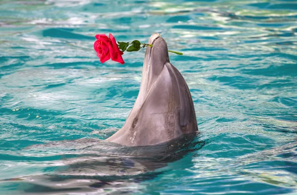 Delfín sosteniendo flor en la boca — Foto de Stock