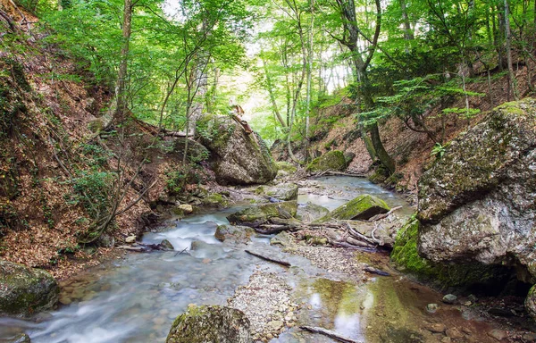 Berg flod i skogen — Stockfoto