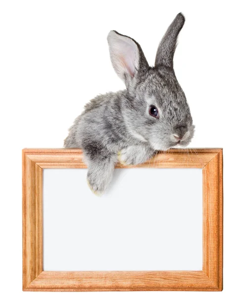 Malý králík s rámem — Stock fotografie
