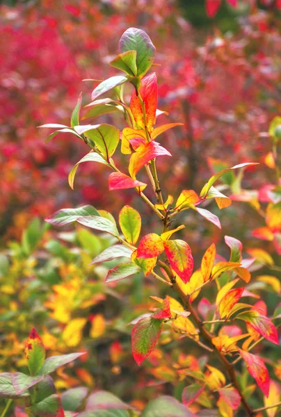 Rama con hojas de otoño — Foto de Stock