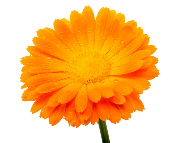 Calendula flower with water drops — Stock Photo, Image