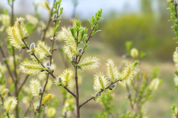 Pussy willow takken — Stockfoto