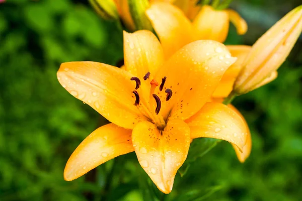 Yellow lily with dew — Stock Photo, Image