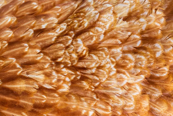 Brown hen feathers — Stock Photo, Image