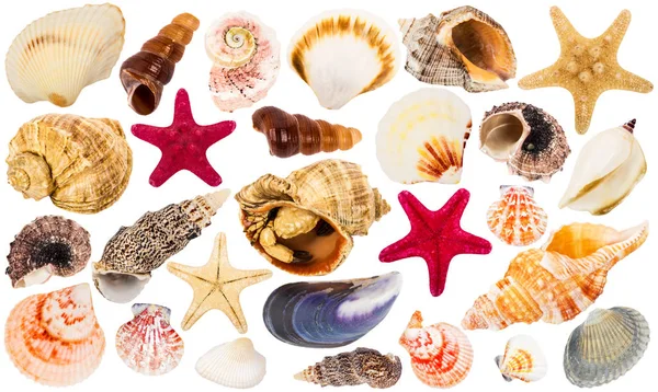 Bela coleção Seashells — Fotografia de Stock