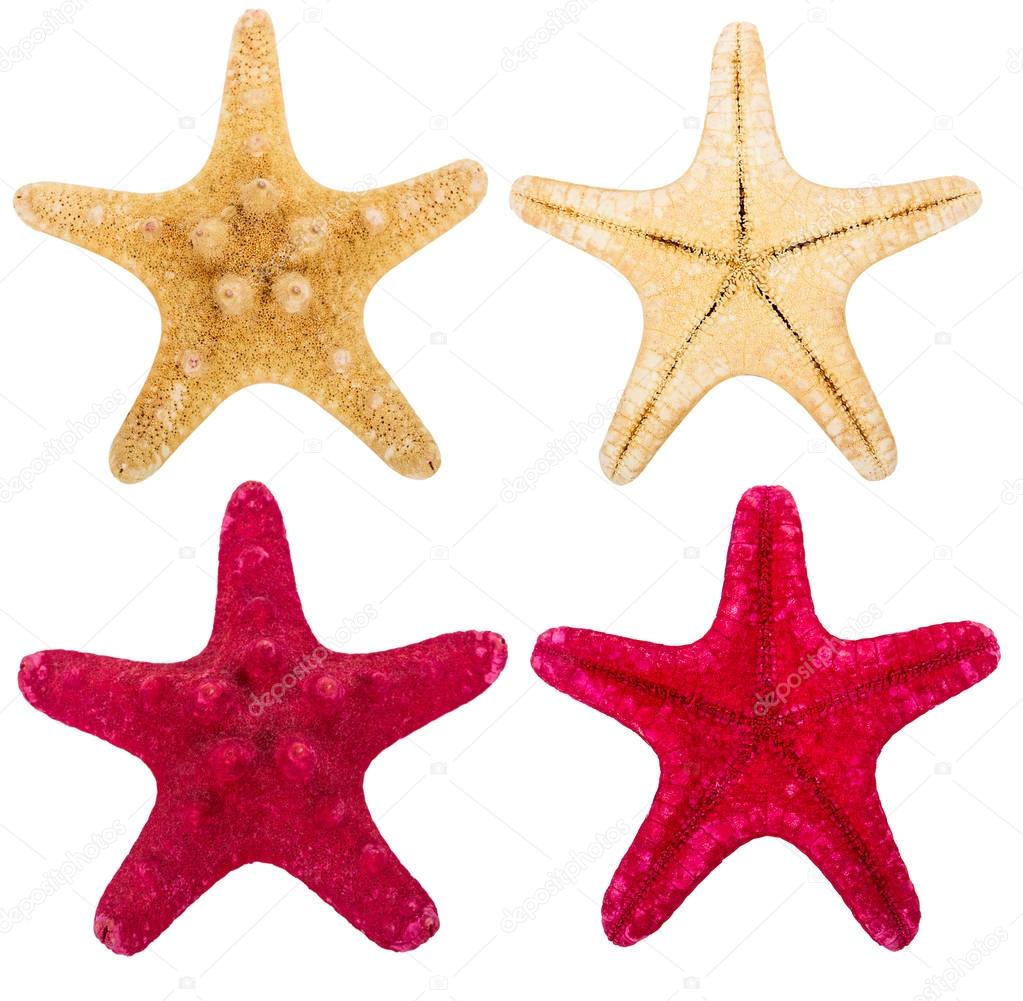 red and beige starfish collection