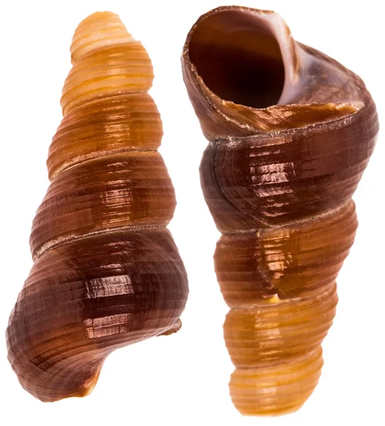 Close-up brown seashells — Stock Photo, Image