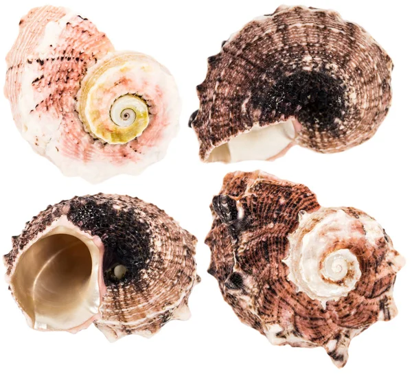 Θάλασσα κελύφη συλλογής — Φωτογραφία Αρχείου