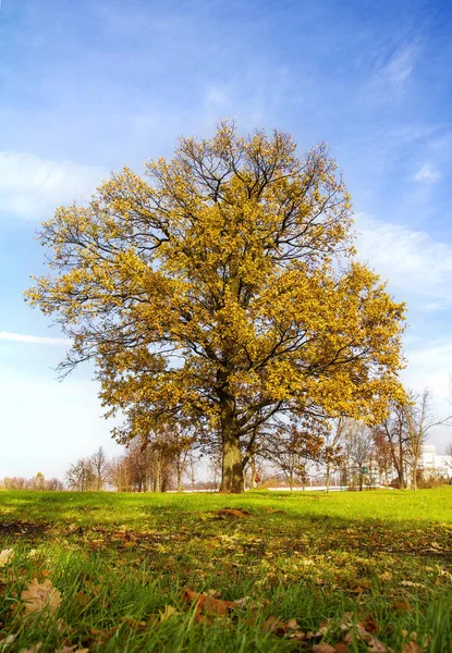 Sárga levelek Tölgy fa — Stock Fotó