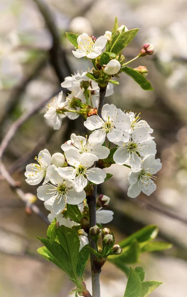 Ramo de cereja florescente — Fotografia de Stock