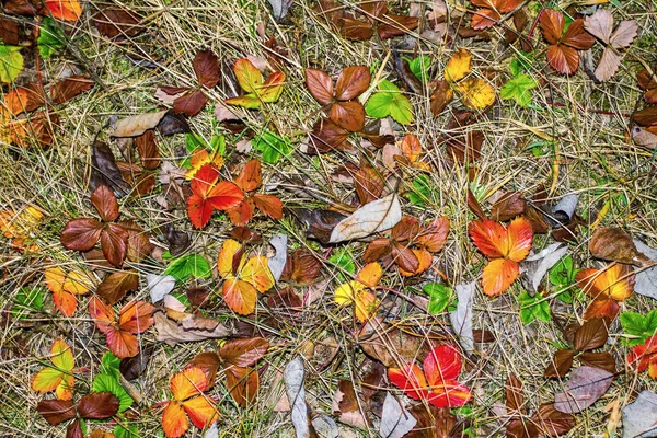 Autumn multicolored leaves background — Stock Photo, Image