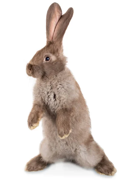 Lapin debout sur les pattes arrière — Photo