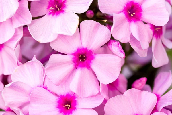 Flores de flóx rosa — Foto de Stock